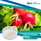 Rose hip powder is derived from the fruit of the rose plant. It is rich in numerous phytochemicals including antioxidants, polyphenols, and flavonoids, and is a source of vitamin C.